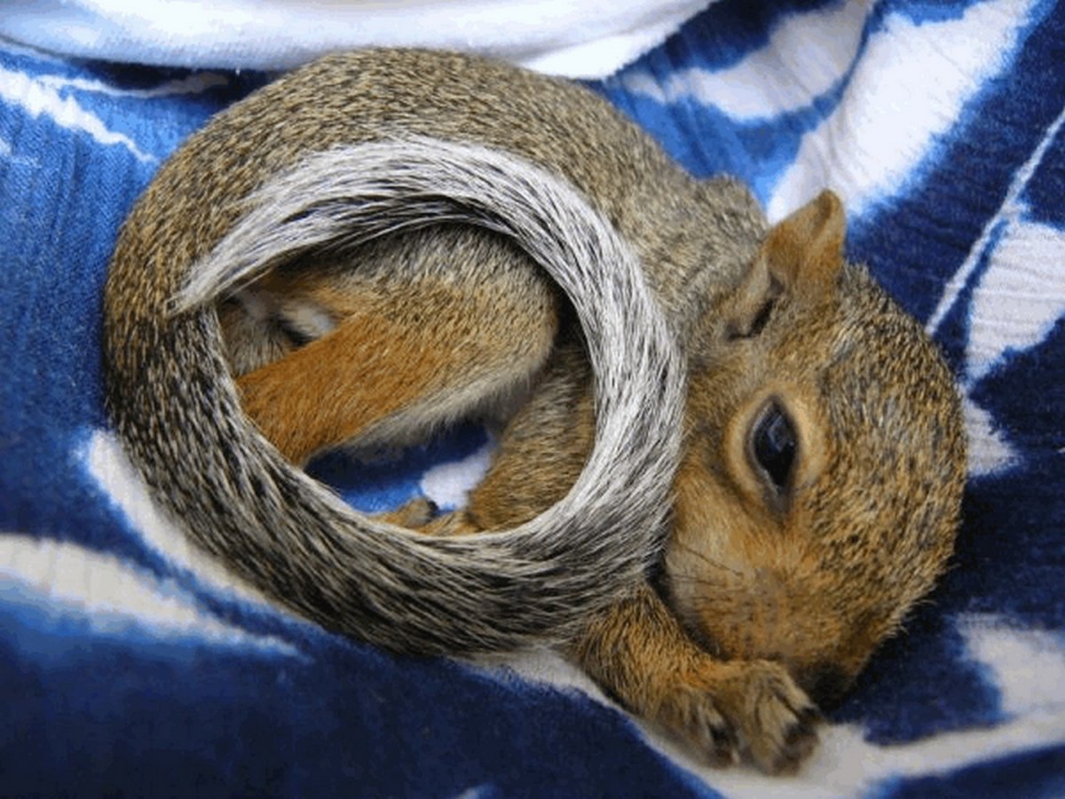 Бельчонок Нобель