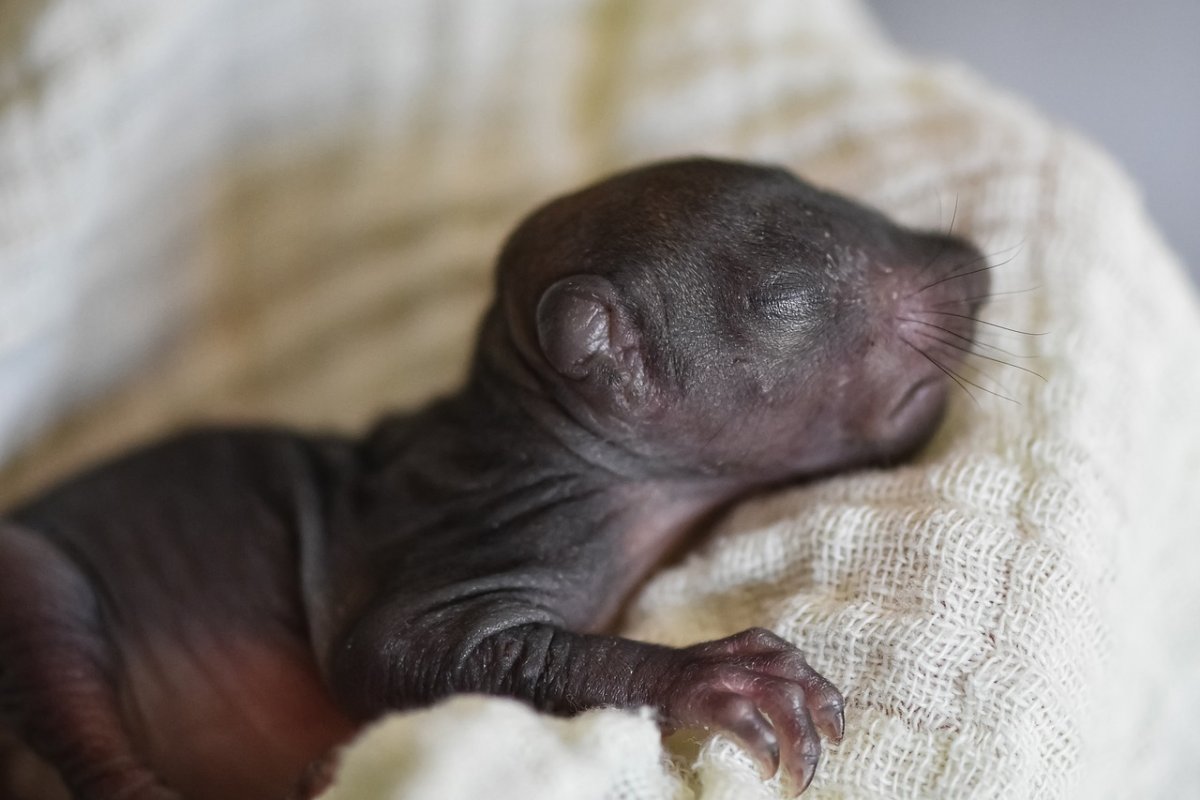 Бельчата Новорожденные серые