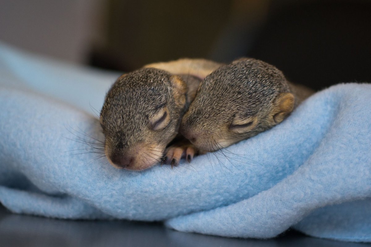 Белка Бельчонок бельчата