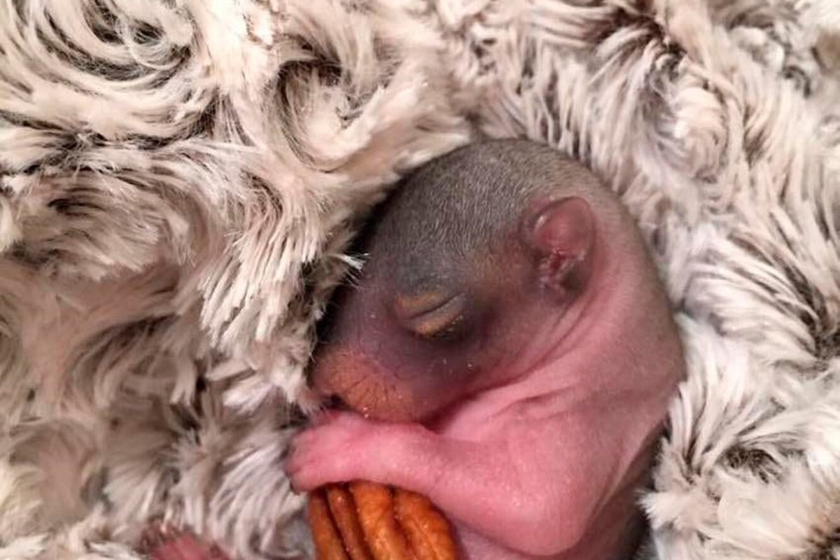 Новорожденные бельчата фото