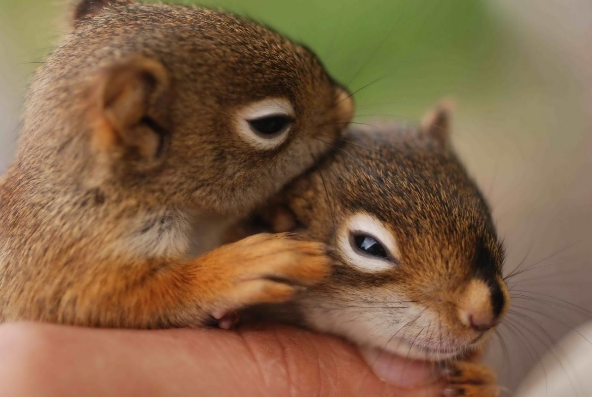 Картинки животных ми ми ми