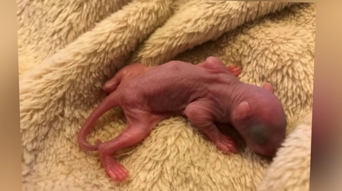 Бельченок или Бельчонок правило