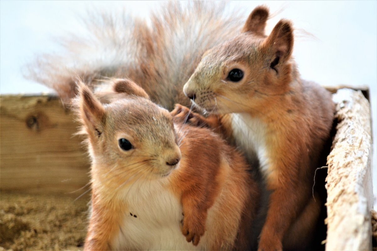 Малыш Бельчонок