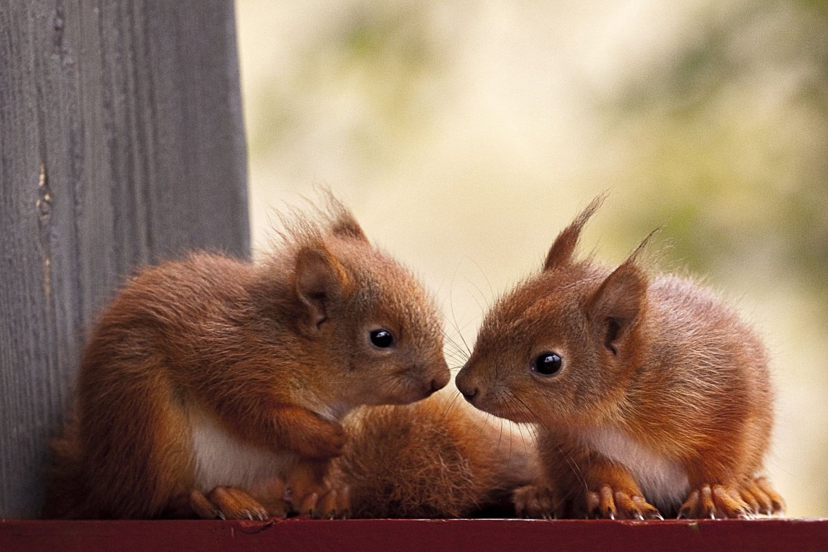 Месячный Бельчонок