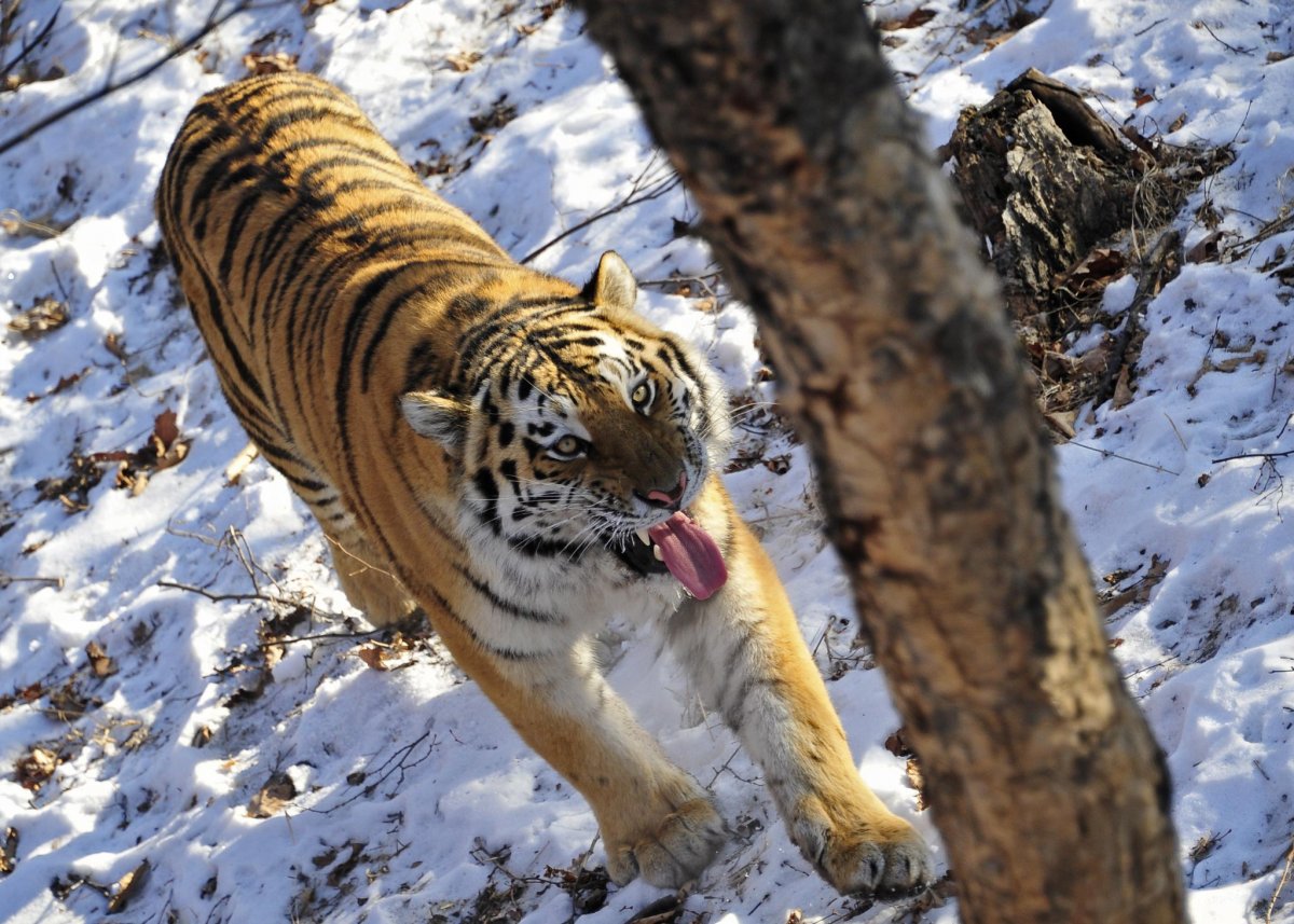Амурский тигр в Амурской области