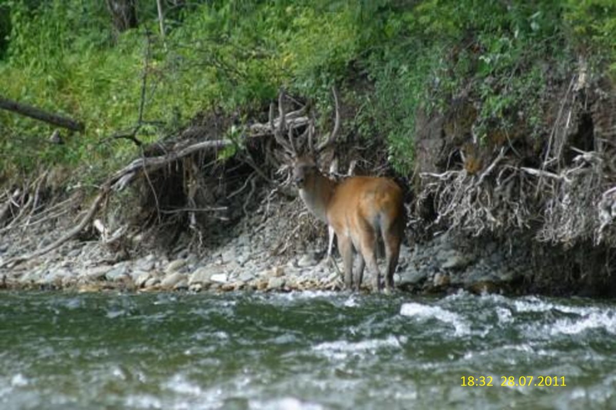 Лазовский заповедник изюбрь