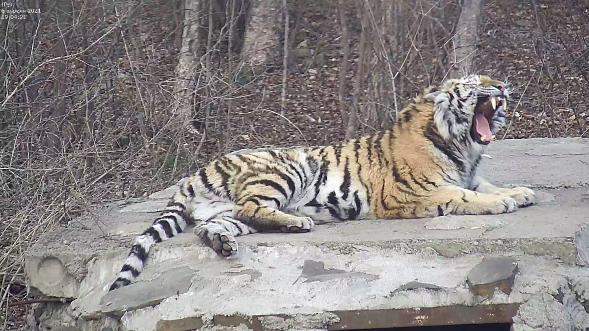 Возвращение тигра в природу