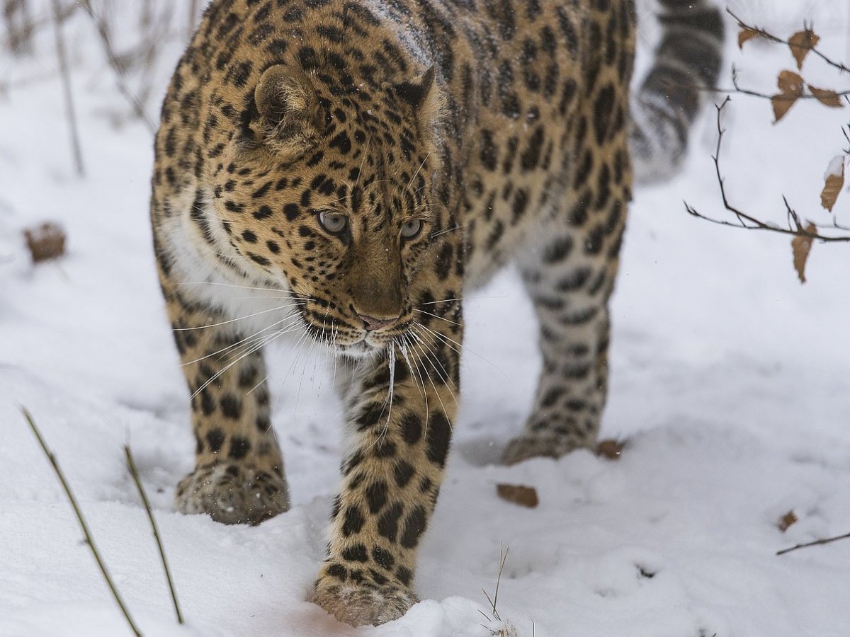 Дальневосточный леопард (Pantera pardus orientalis)