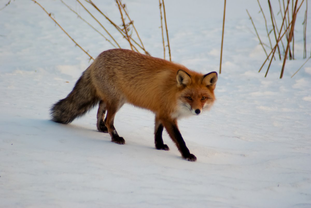 Лисица Амурская