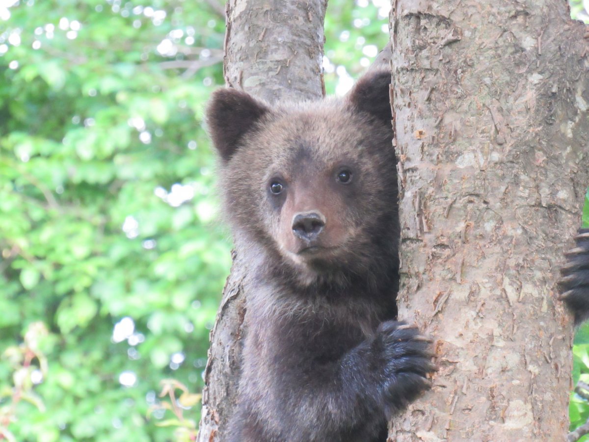 Бурый медведь Амурская область