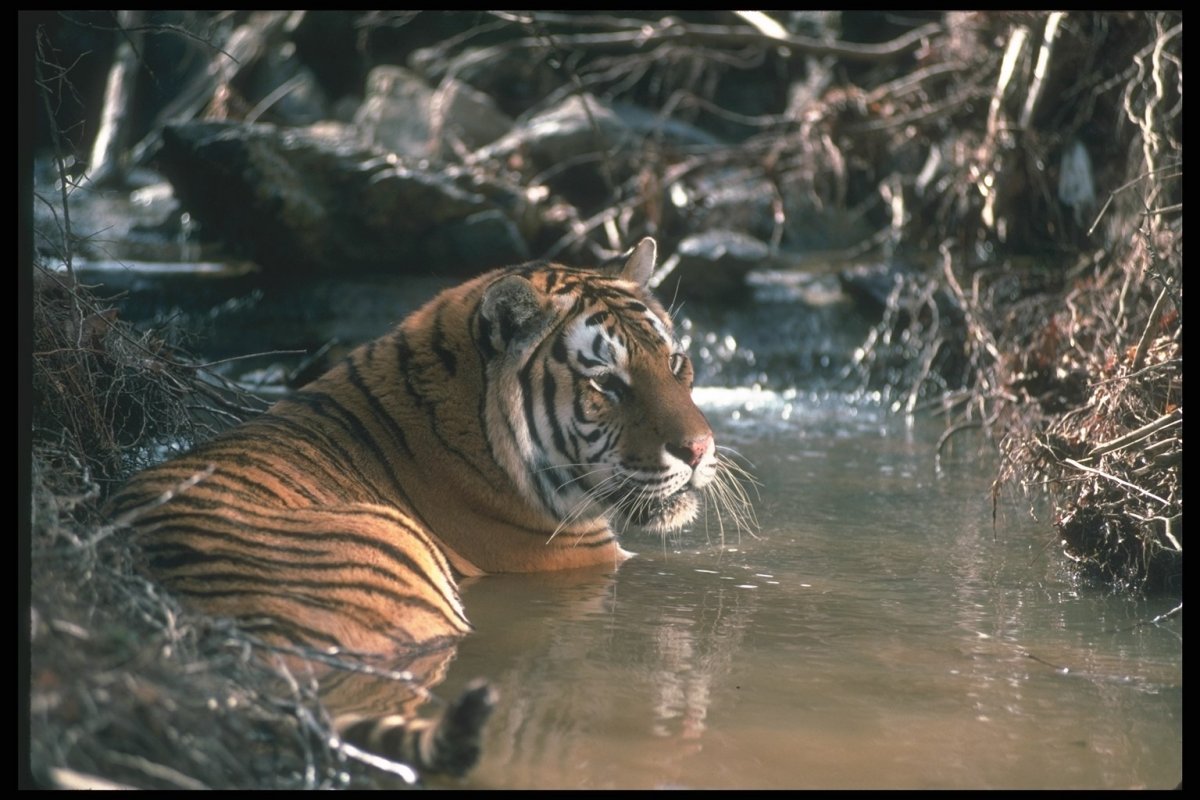 Амурский тигр рост