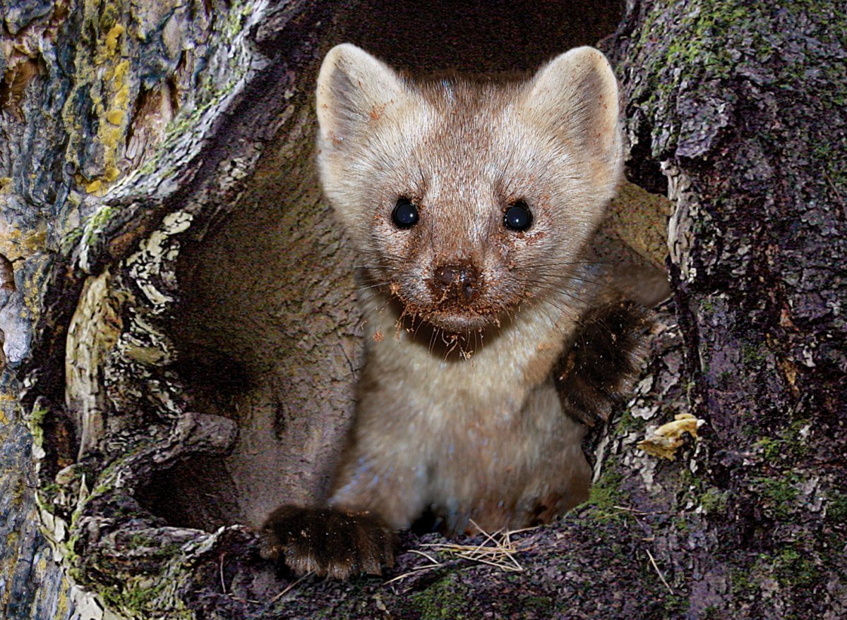 Фауна Амурской области