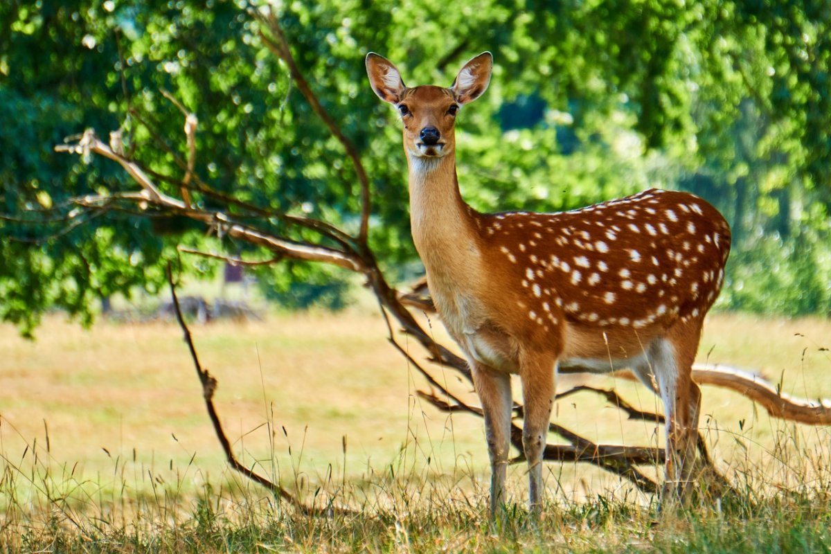 Косуля в Башкирии