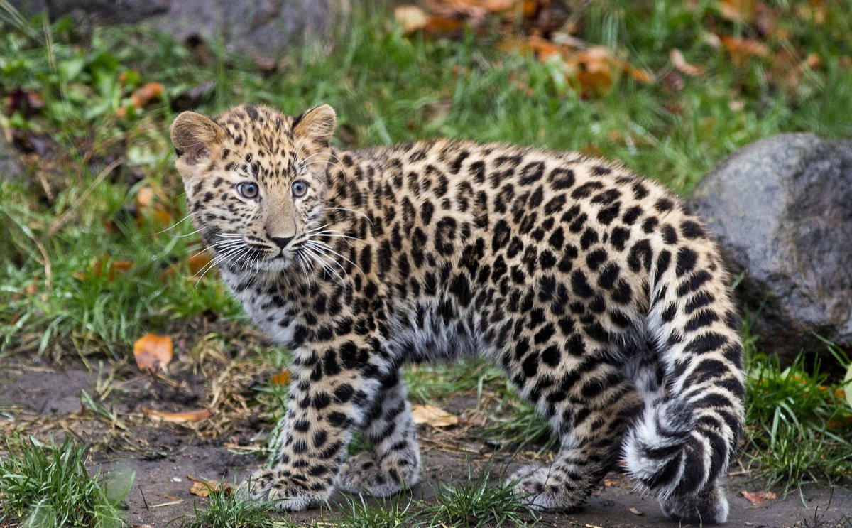 Дальневосточный Леопа