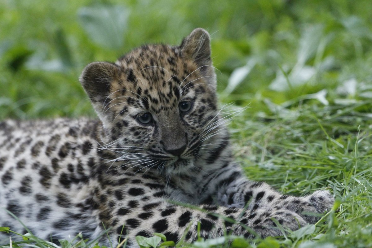 Сихотэ-Алинский заповедник животные