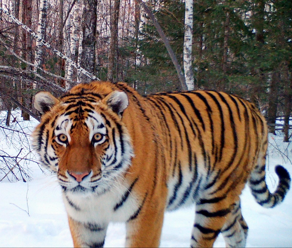 Дальний Восток тигр