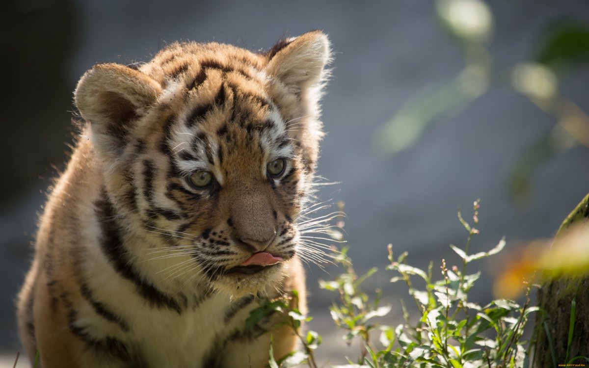 Амурский тигр