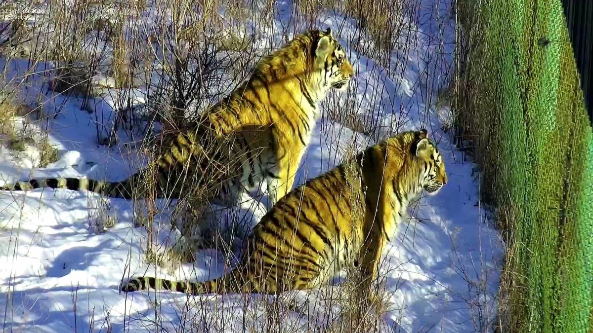 Амурский тигр популяция