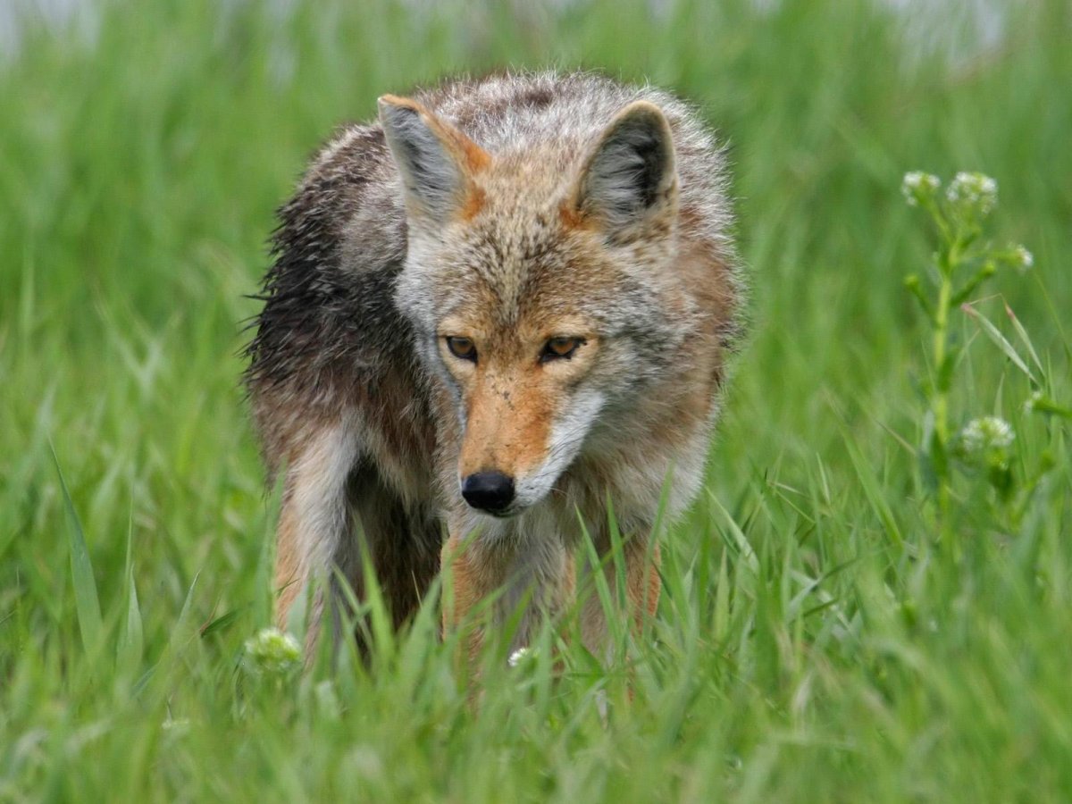 Дикие животные Амурской области