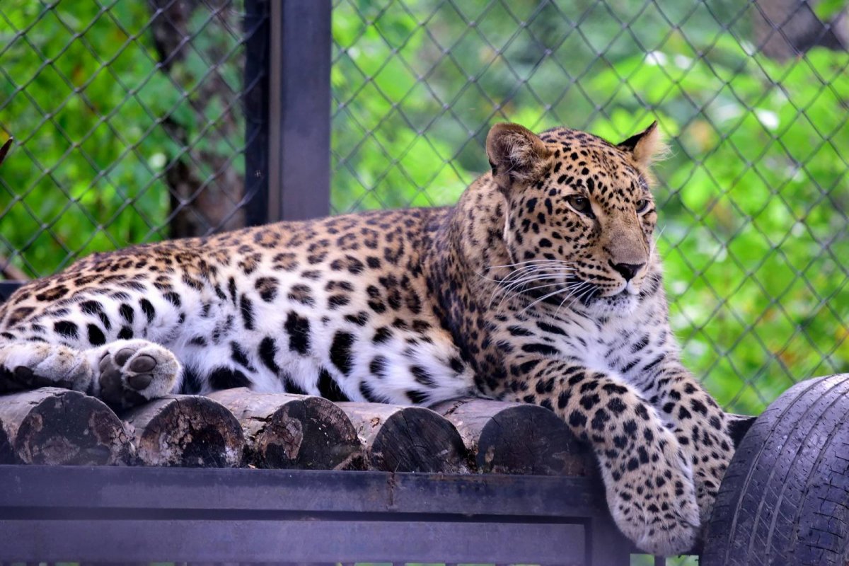 Амурский гепард