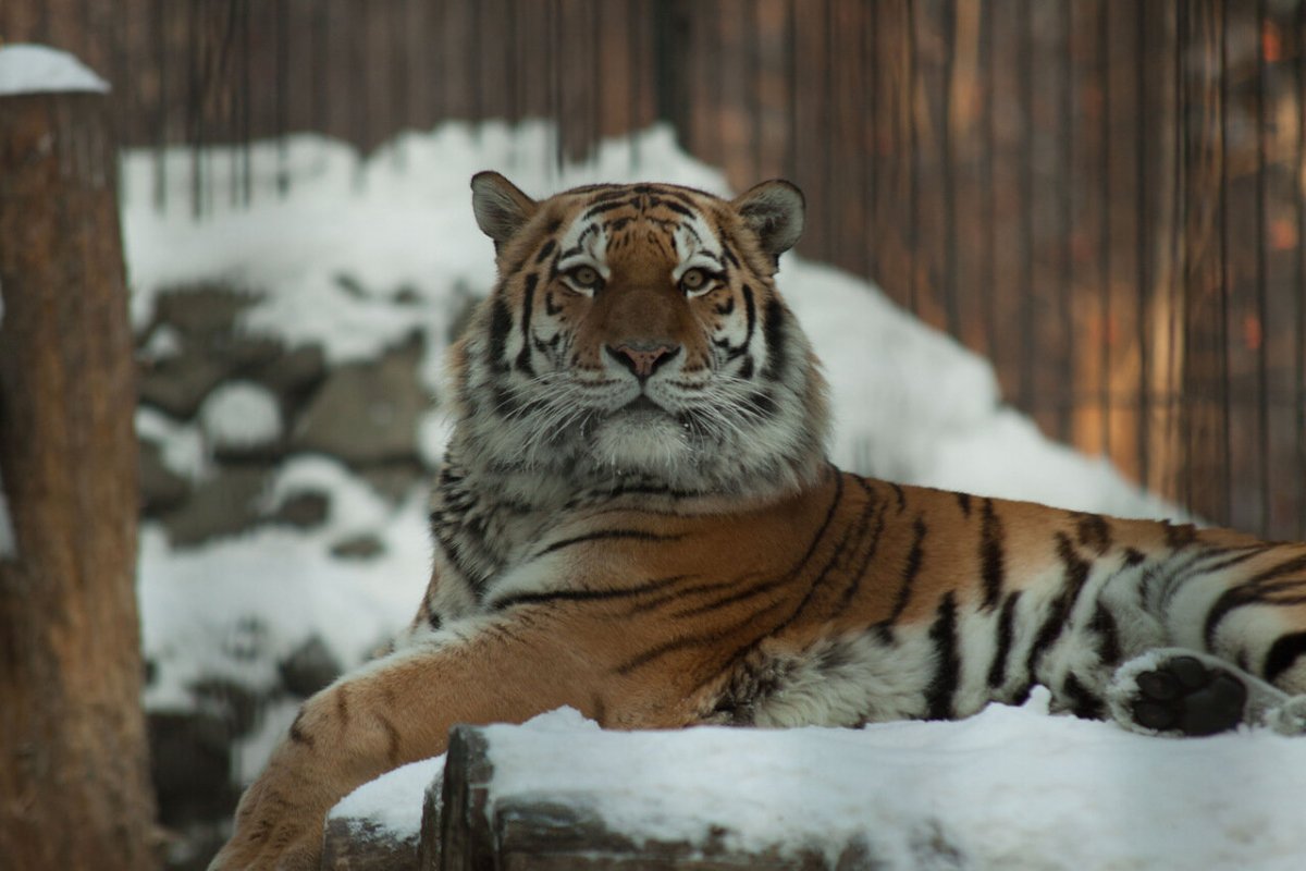 Амурский тигр Новосибирский зоопарк