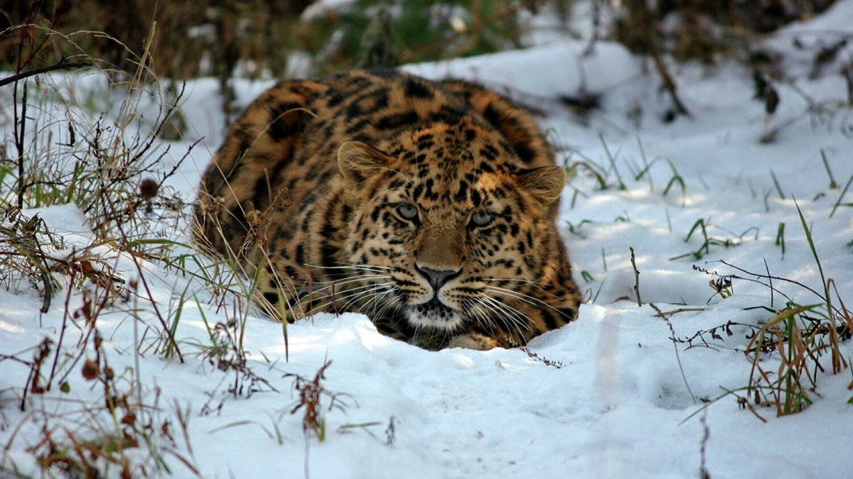 Дальневосточный леопард и Уссурийский тигр