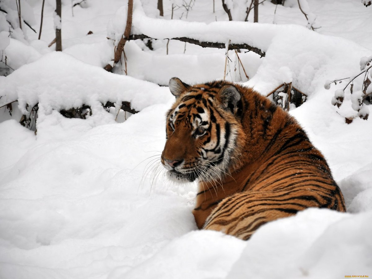 Уссурийский тигр