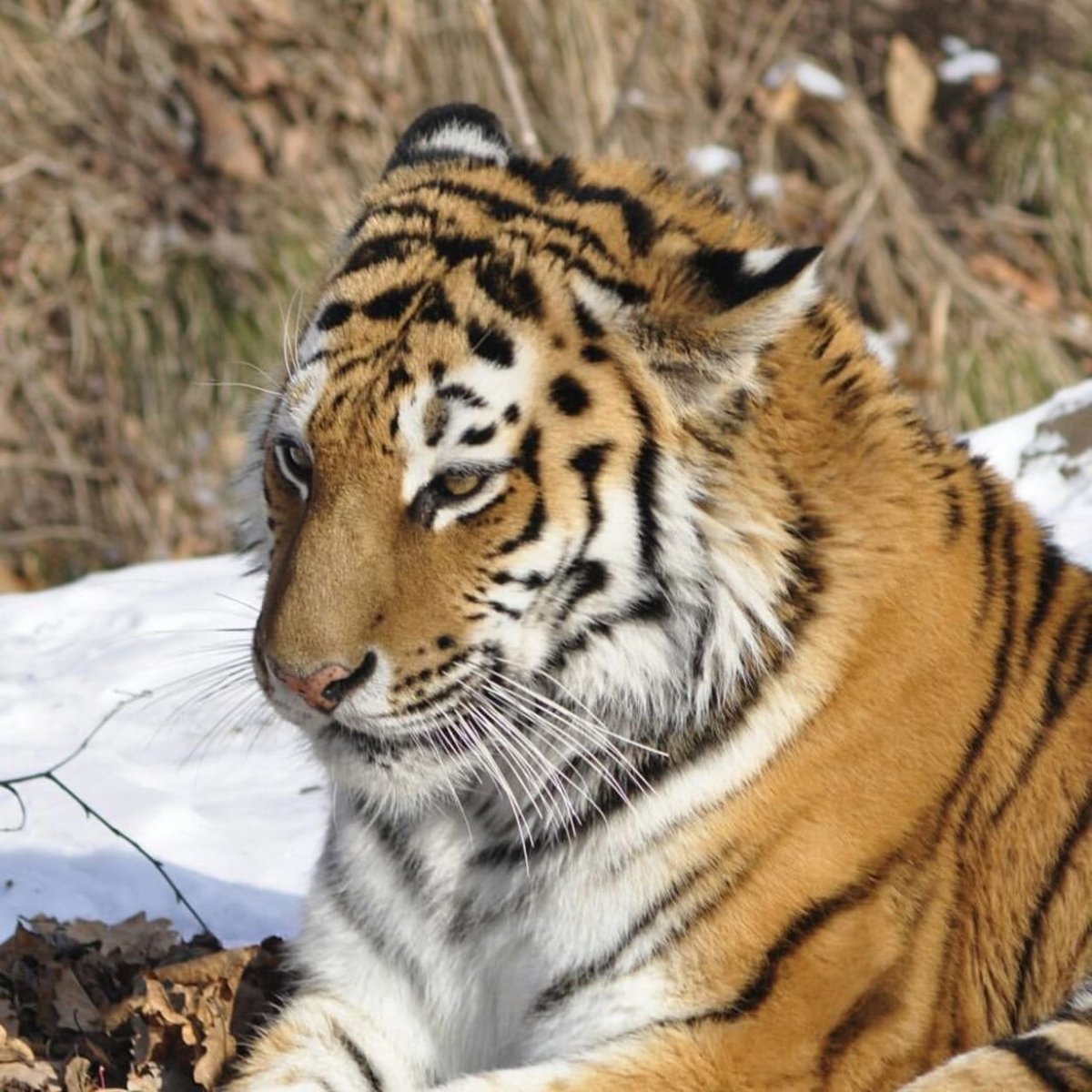 Тигр Уссурийский тигр Северный тигр Уссурийский Север