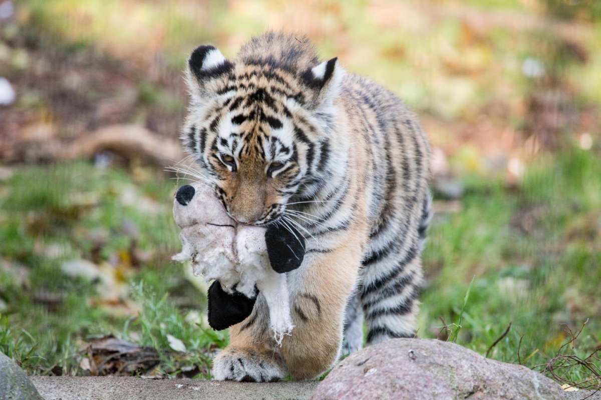 Амурский тигр маленький