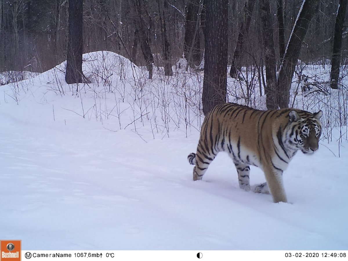 Фауна Амурской области