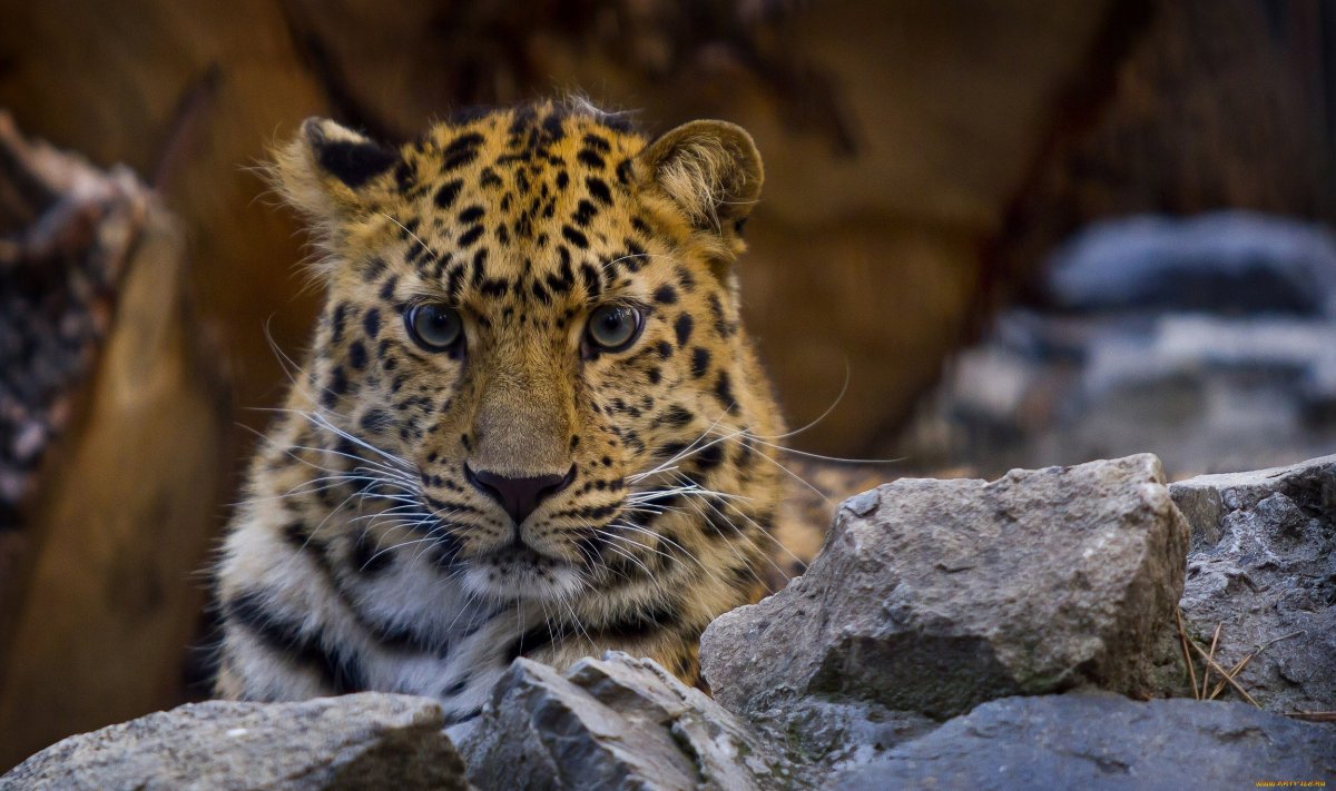 Леопард Дальневосточный Амурский