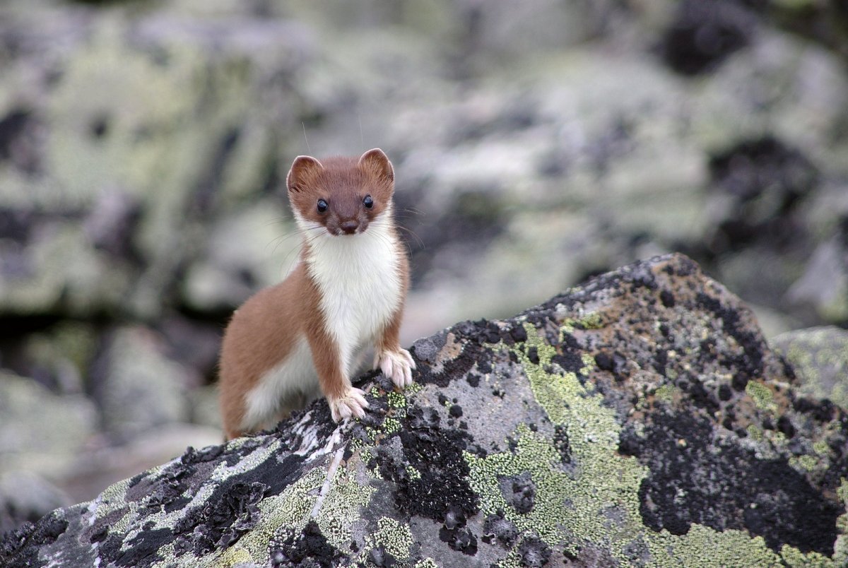 Горностай в Уэльсе