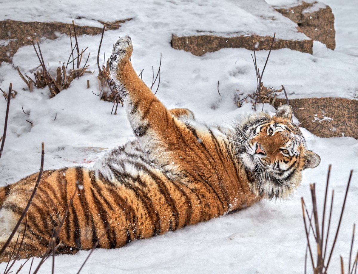 Амурский (Уссурийский) тигр