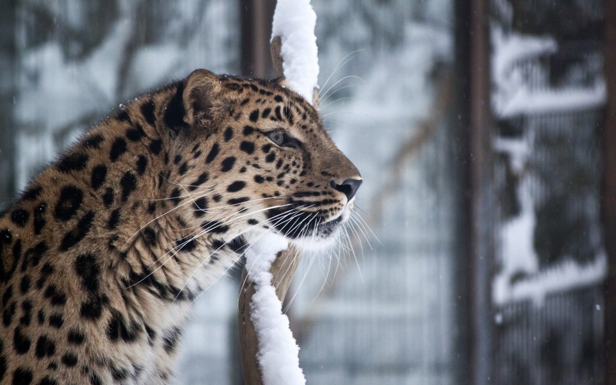 Дальневосточный Амурский леопард питание
