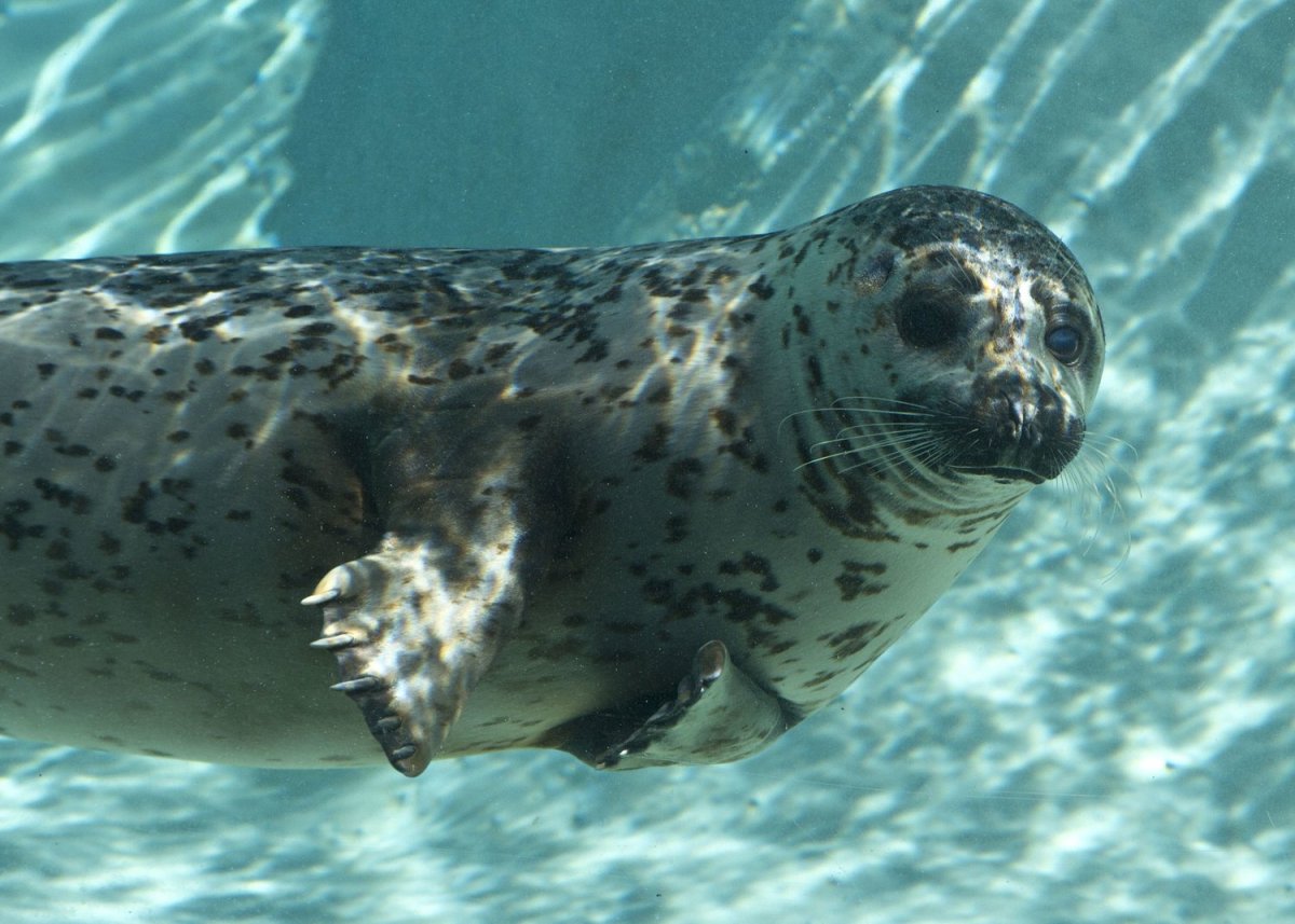 Животные Северного Ледовитого океана