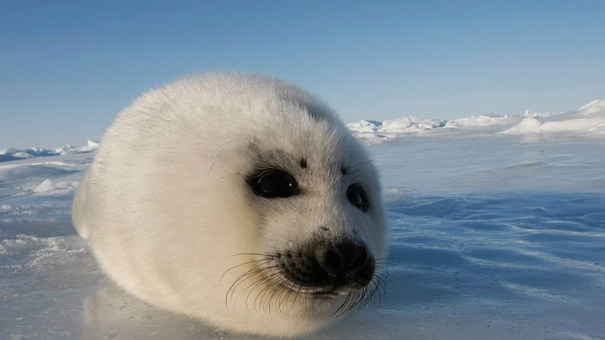 Гренландский тюлень