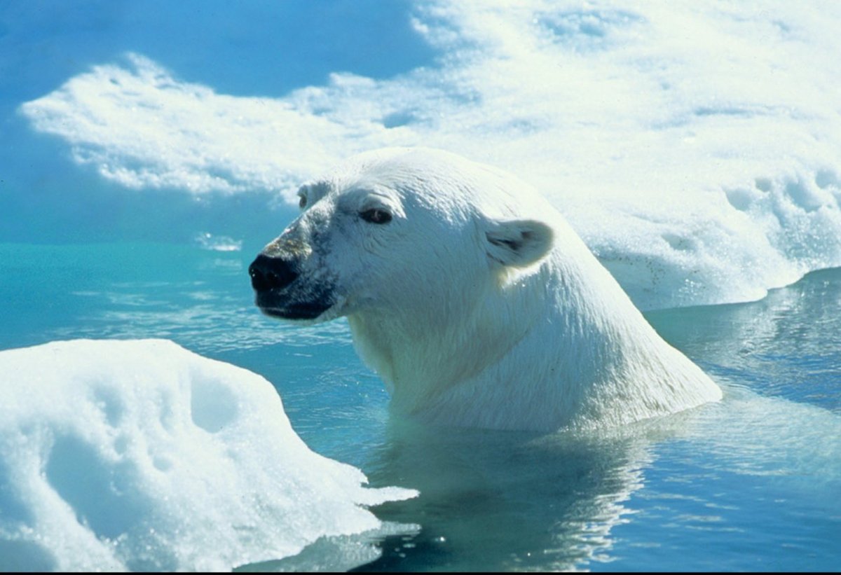 Белый медведь (Карско-Баренцевоморская популяция)