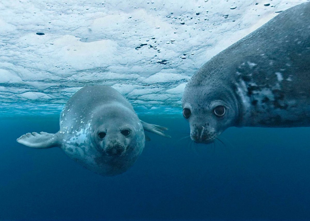 Морж в Арктике