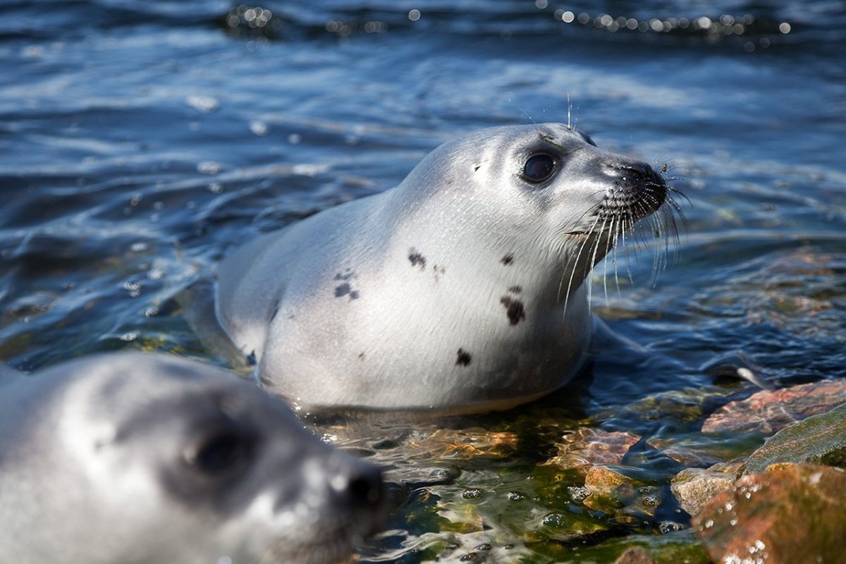 Морские млекопитающие ластоногие