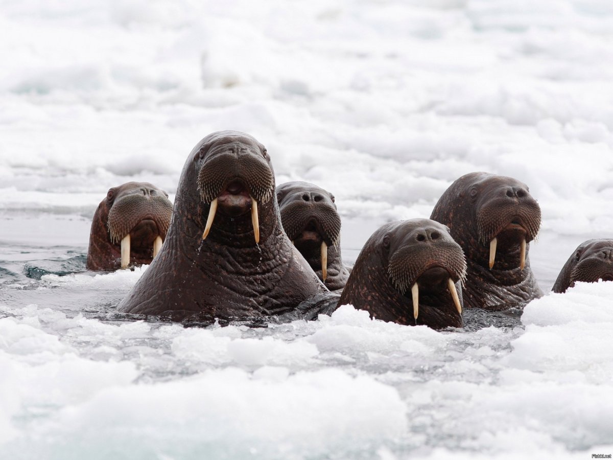 Северный Ледовитый океан белый медведь