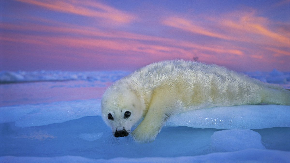 Белек гренландского тюленя