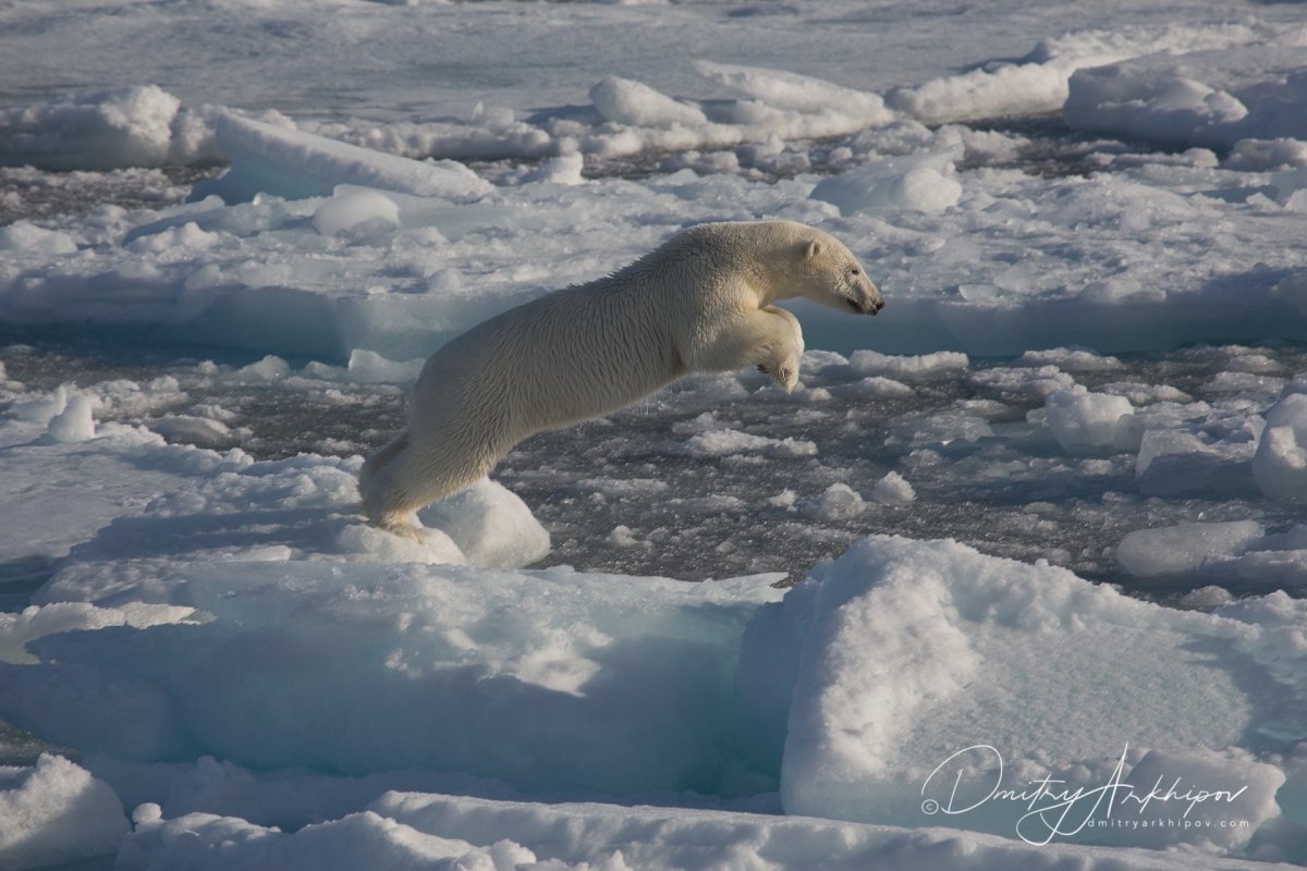 Ластоногие тюлени
