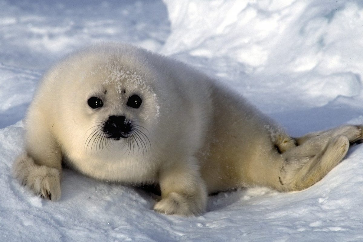 Байкальская Нерпа Белек