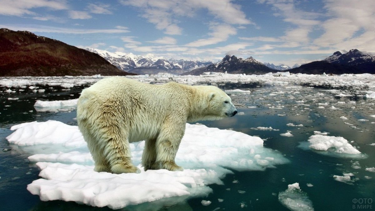 Белёк детеныш нерпы