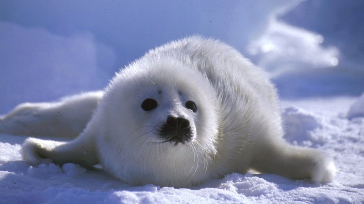 Земля Франца Иосифа парк национальный Арктический