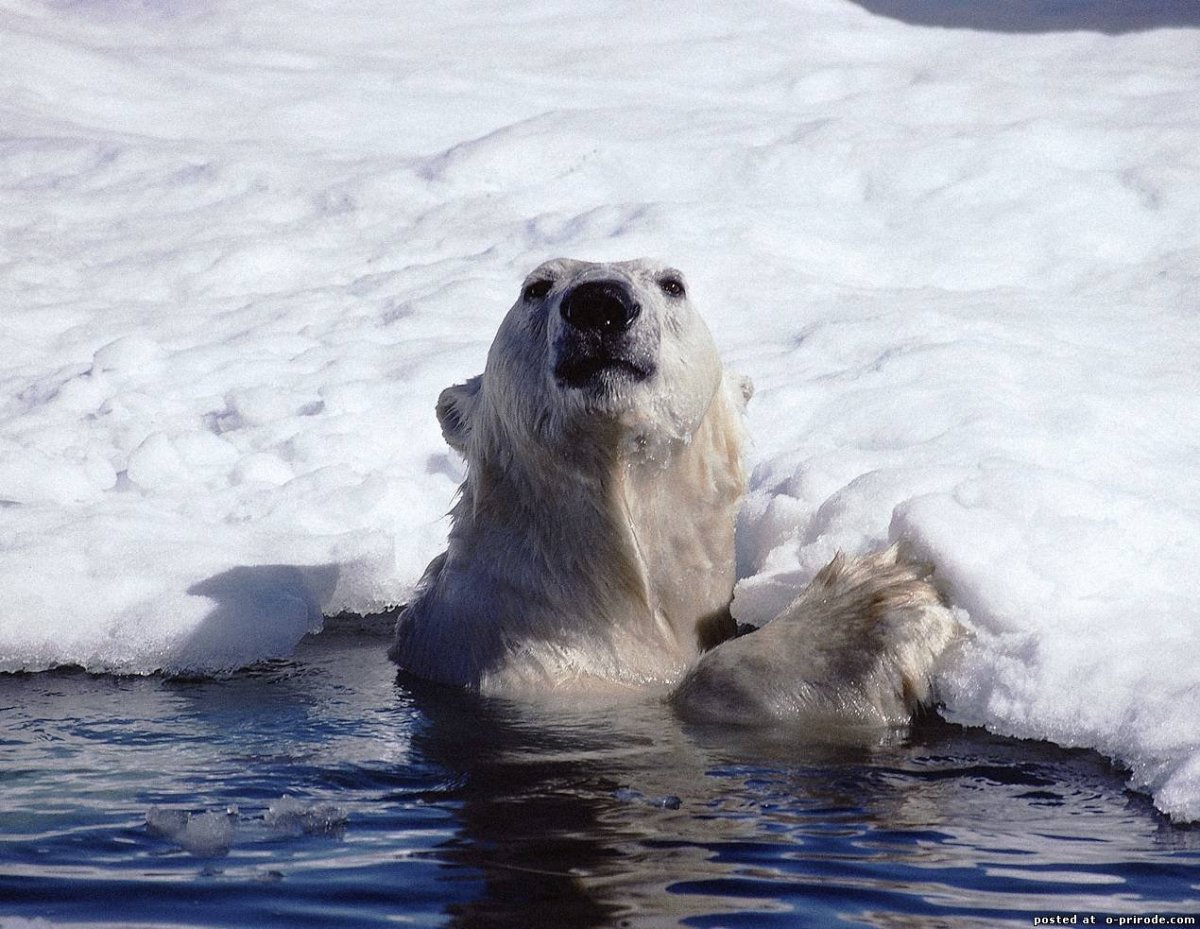 Земля Франца Иосифа медведи