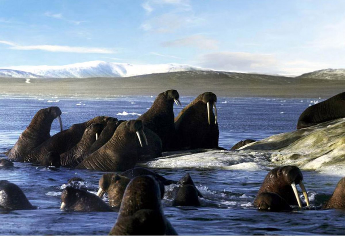 Северный Ледовитый океан медведи