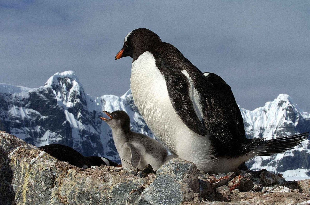 Северный Ледовитый океан белый медведь