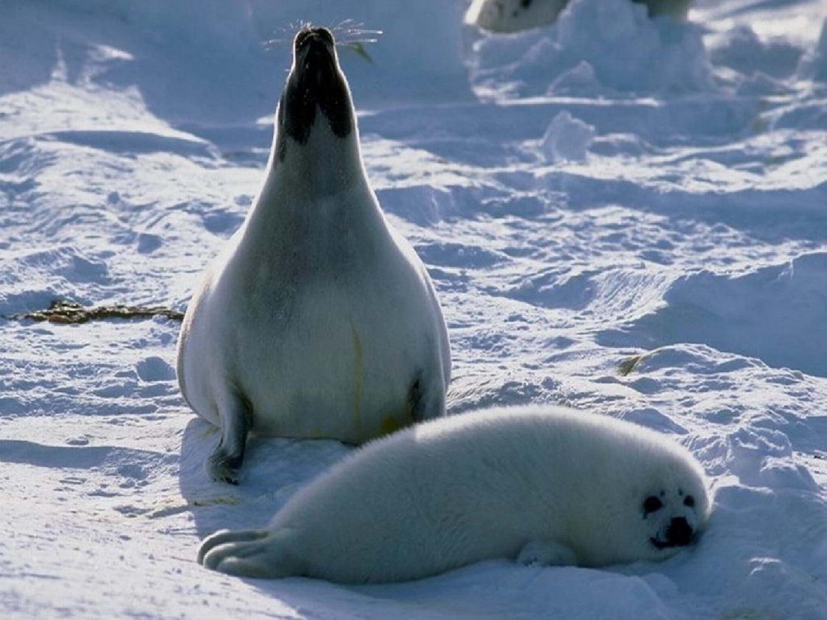 Арктика Северный Ледовитый океан