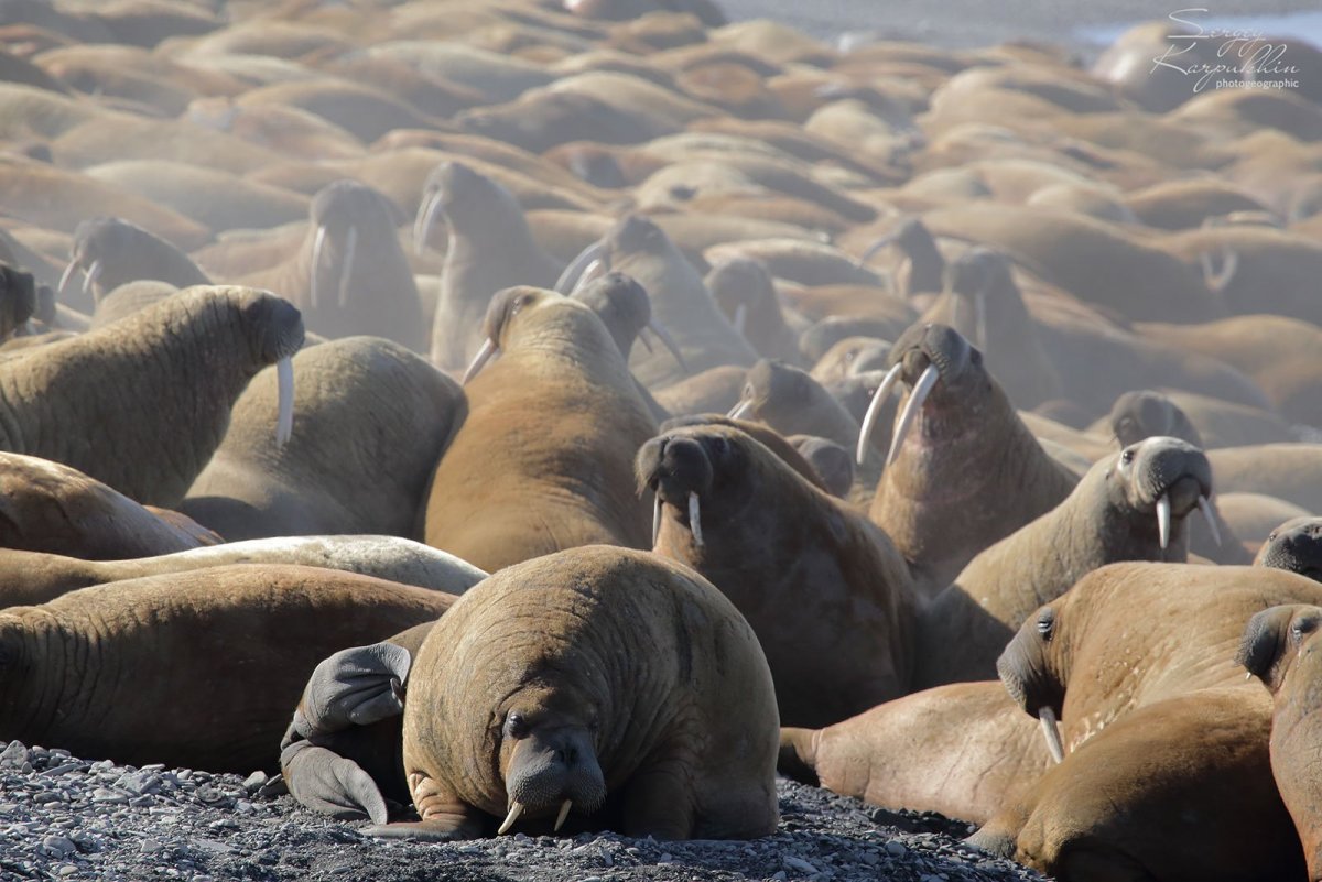 Северный Ледовитый океан Белуха